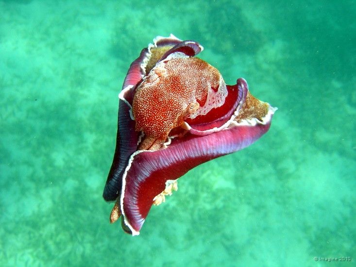 06- Le nudibranche deploie son manteau pour nager - Hexabranchus sanguineus - Ilot Maitre.JPG